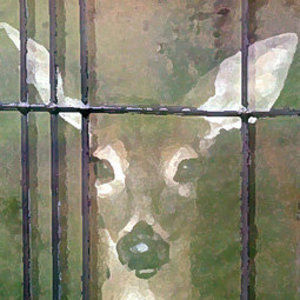 Meet your Posher, Janet